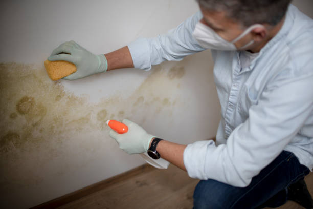 Best Emergency Mold Remediation  in Proctor, VT